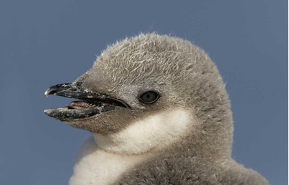 Picture of ANTARCTICA, HALF MOON ISLCHINSTRAP PENGUIN CHICK