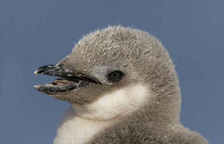 Picture of ANTARCTICA, HALF MOON ISLCHINSTRAP PENGUIN CHICK