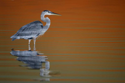 Picture of FL, FORT DE SOTO PARK GREAT BLUE HERON AT SUNSET