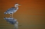 Picture of FL, FORT DE SOTO PARK GREAT BLUE HERON AT SUNSET