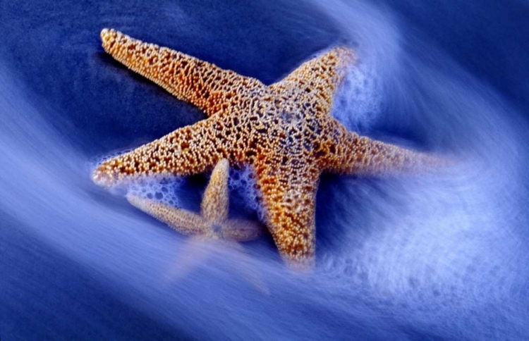 Picture of SC, HILTON HEAD ISLAND TWO STARFISH ON BEACH