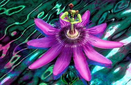 Picture of GA, ALPHARETTA PASSION FLOWER ON STAINED GLASS
