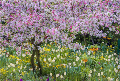Picture of FRANCE, GIVERNY SPRING IN CLAUDE MONETS GARDEN