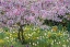 Picture of FRANCE, GIVERNY SPRING IN CLAUDE MONETS GARDEN