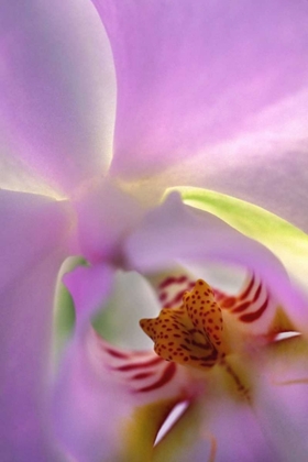 Picture of GEORGIA, ALPHARETTA BACKLIT PHALAEONOPSIS ORCHID