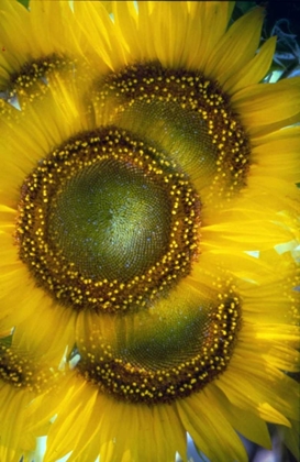 Picture of MASSACHUSETTS, ABSTRACT OF SUNFLOWERS