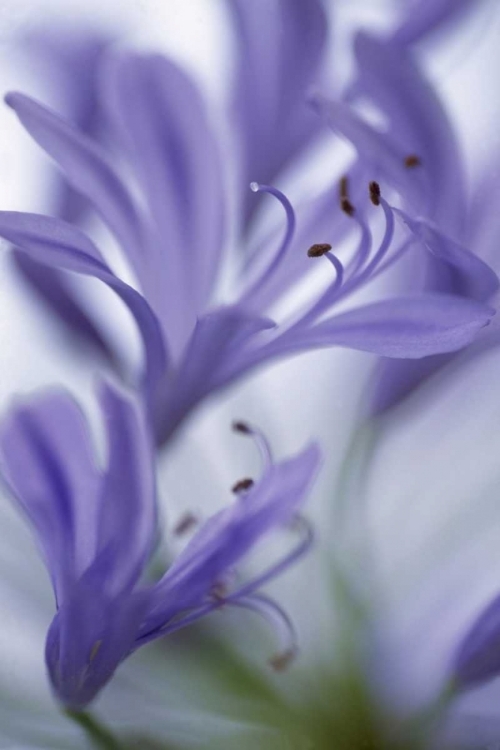 Picture of MASSACHUSETTS DETAIL OF AGAPANTHUS FLOWER