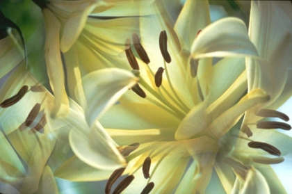 Picture of NY, SLINGERLANDS ORIENTAL LILIES ABSTRACT