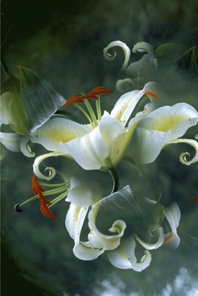 Picture of NY, SLINGERLANDS ABSTRACT OF LILY BOUQUET
