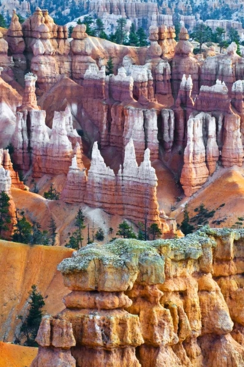 Picture of USA, UTAH HOODOO FORMATIONS IN BRYCE CANYON NP