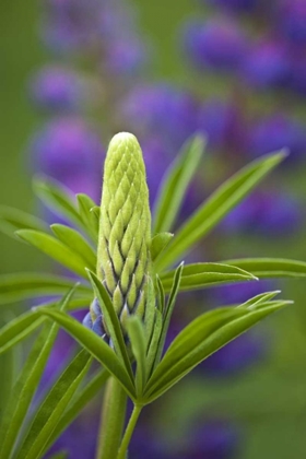 Picture of MAINE, ACADIA NP CLOSE-UP OF LUPINE FLOWER BUD