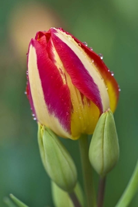 Picture of OHIO CLOSE-UP OF SINGLE TULIP FLOWER WITH BUDS