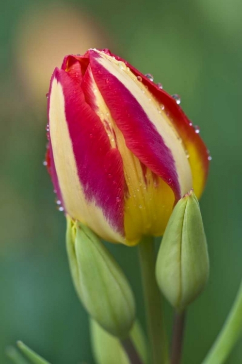 Picture of OHIO CLOSE-UP OF SINGLE TULIP FLOWER WITH BUDS
