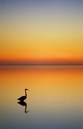 Picture of TEXAS, PORT ARANSAS, GREAT BLUE HERON AT SUNSET