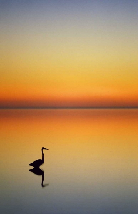 Picture of TEXAS, PORT ARANSAS, GREAT BLUE HERON AT SUNSET