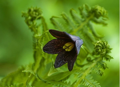 Picture of ALASKA, INSIDE PASSAGE CHOCOLATE LILY AND FERN