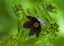 Picture of ALASKA, INSIDE PASSAGE CHOCOLATE LILY AND FERN