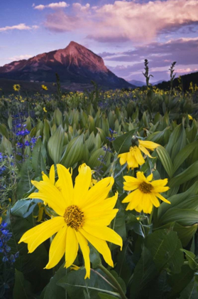 Picture of CO, MT CRESTED BUTTE MEADOW FLOWERS AT SUNSET