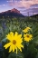 Picture of CO, MT CRESTED BUTTE MEADOW FLOWERS AT SUNSET