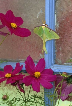 Picture of PA, LUNA MOTH ON OLD WINDOW WITH COSMOS FLOWERS