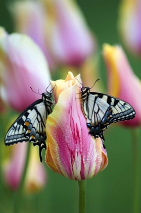 Picture of SWALLOWTAIL BUTTERFLIES ON TULIP IN THE MORNING