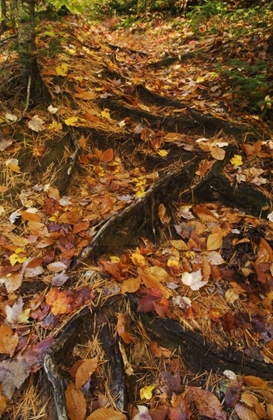 Picture of MI, ROOTS OF TREES WITH FALLEN LEAVES IN AUTUMN