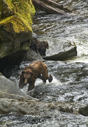 Picture of AK, MOTHER GRIZZLY BEAR WITH CUBS IN ANAN CREEK