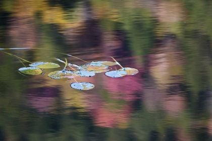 Picture of NY, ADIRONDACK LILY PADS AMID FALL REFLECTIONS