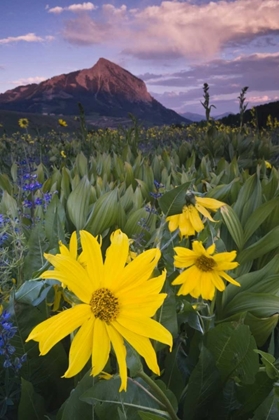 Picture of CO, CRESTED BUTTE FLOWERS BY MT CRESTED BUTTE
