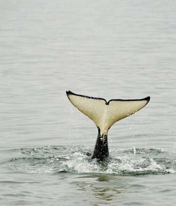 Picture of USA, ALASKA, INSIDE PASSAGE TAIL OF DIVING ORCA