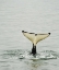 Picture of USA, ALASKA, INSIDE PASSAGE TAIL OF DIVING ORCA