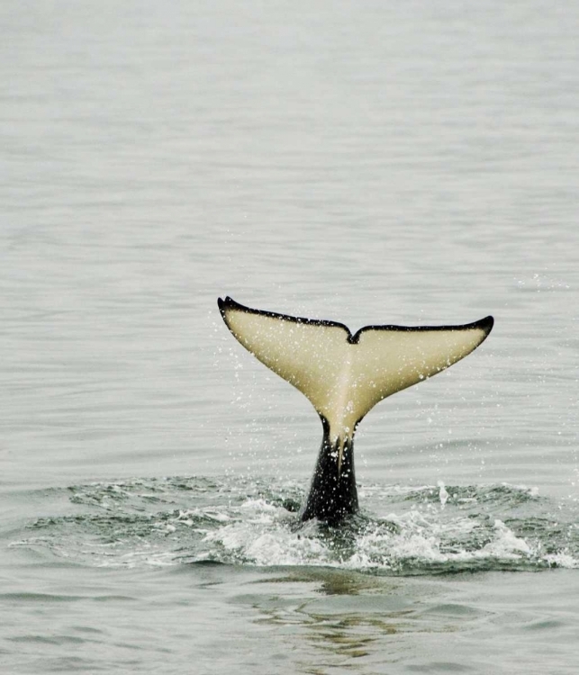 Picture of USA, ALASKA, INSIDE PASSAGE TAIL OF DIVING ORCA