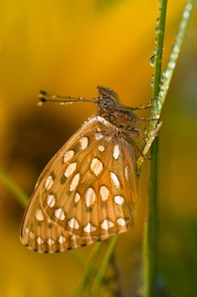 Picture of USA, COLORADO SKIPPER BUTTERFLY ON DEWY GRASSES