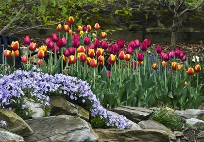 Picture of USA, OHIO TULIPS AND PHLOX IN SPRINGTIME GARDEN