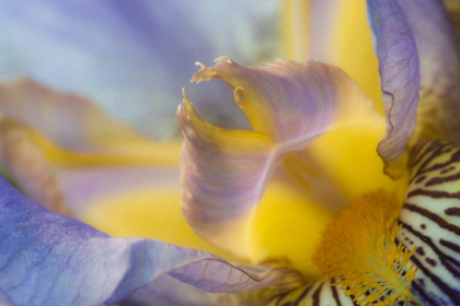 Picture of USA, PENNSYLVANIA MACRO OF IRIS FLOWER INTERIOR