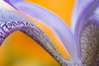 Picture of USA, PENNSYLVANIA DETAIL OF IRIS FLOWER PATTERN