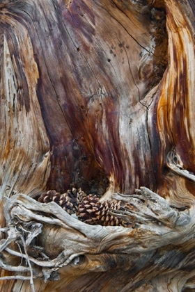 Picture of USA, UTAH, ZION NP TRUNK WITH FALLEN PINE CONES