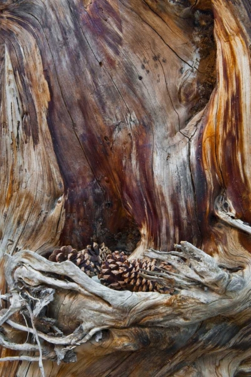 Picture of USA, UTAH, ZION NP TRUNK WITH FALLEN PINE CONES