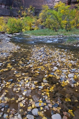 Picture of USA, UTAH, ZION NP FALLEN LEAVES IN THE NARROWS