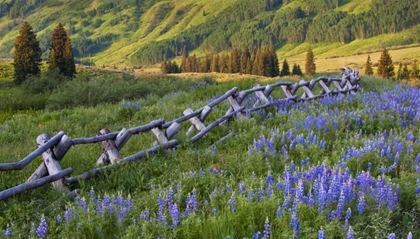 Picture of COLORADO LUPINES AND SPLIT RAIL FENCE IN MEADOW