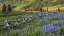 Picture of COLORADO LUPINES AND SPLIT RAIL FENCE IN MEADOW