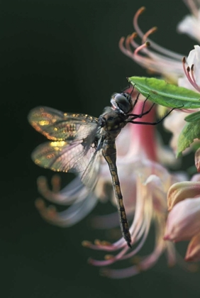 Picture of GEORGIA, CLOSE-UP OF DRAGONFLY BACKLIT ON AZALEA