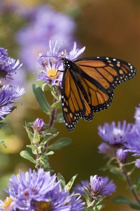 Picture of NEW HAMPSHIRE MONARCH BUTTERFLY ON ASTER FLOWER
