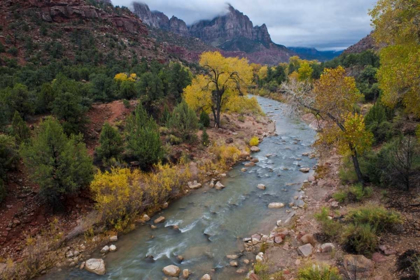 Picture of UTAH, ZION NP VIRGIN RIVER AND COTTONWOOD TREES