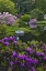 Picture of MAINE, NORTHEAST HARBOR BEAUTIFUL AZALEA GARDEN