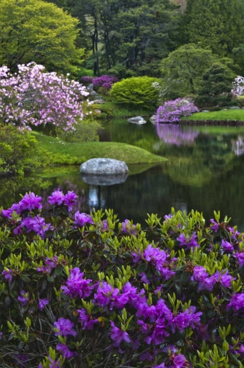 Picture of MAINE, NORTHEAST HARBOR BEAUTIFUL AZALEA GARDEN