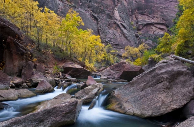 Picture of UTAH, ZION NP CANYON WATERFALL WITH COTTONWOODS