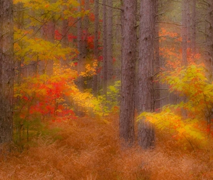 Picture of MICHIGAN SOFT FOCUS OF A FOREST IN AUTUMN COLOR