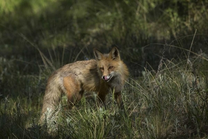 Picture of COLORADO, PIKE NATIONAL FOREST RED FOX IN MEADOW
