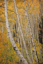 Picture of COLORADO, SAN JUAN NF AUTUMN-COLORED ASPEN TREES